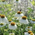 beneficios echinacea
