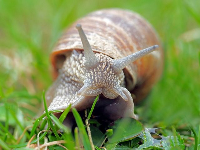 Beneficios de la baba de caracol para la piel y el cabello