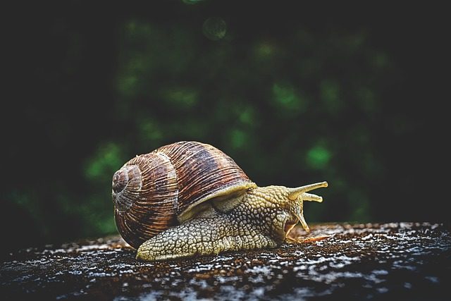 Beneficios de la baba de caracol para la piel y el cabello