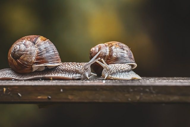 Beneficios de la baba de caracol para la piel y el cabello