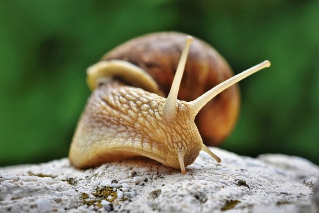 Beneficios de la baba de caracol para la piel y el cabello