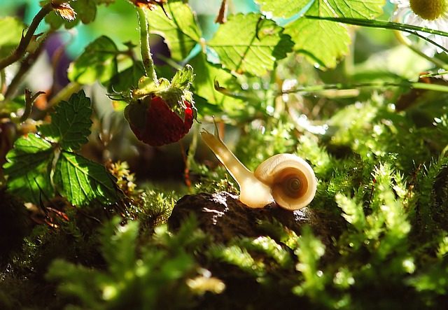 Beneficios de la baba de caracol para la piel y el cabello