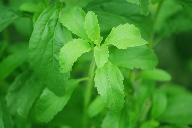 Beneficios de la stevia y sus propiedades