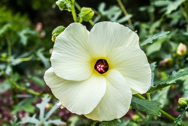 Plantas que se comen: guía de opciones comestibles