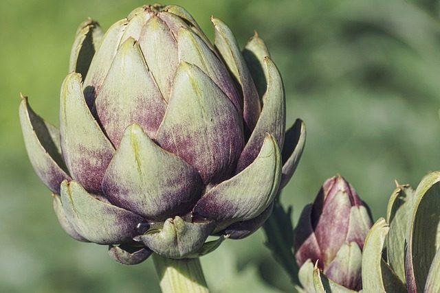 Plantas que se comen: guía de opciones comestibles