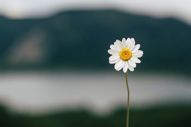 Qué significa soñar con flores