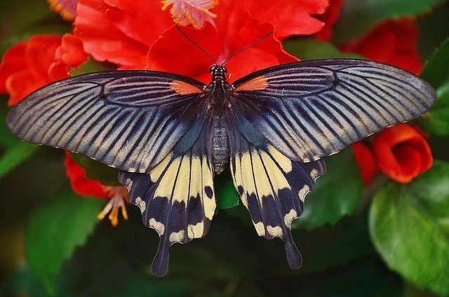 Este es el verdadero significado de que una mariposa negra llegue a tu hogar