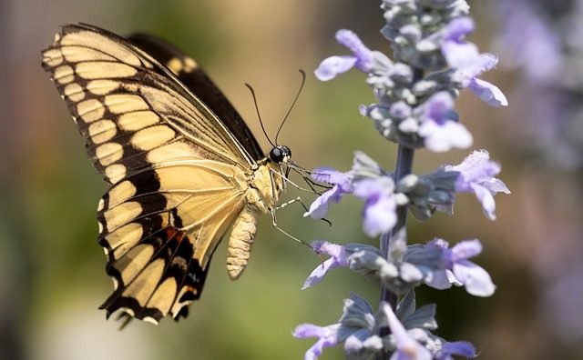 Este es el verdadero significado de que una mariposa negra llegue a tu hogar