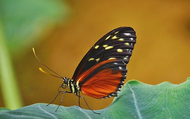 Este es el verdadero significado de que una mariposa negra llegue a tu hogar