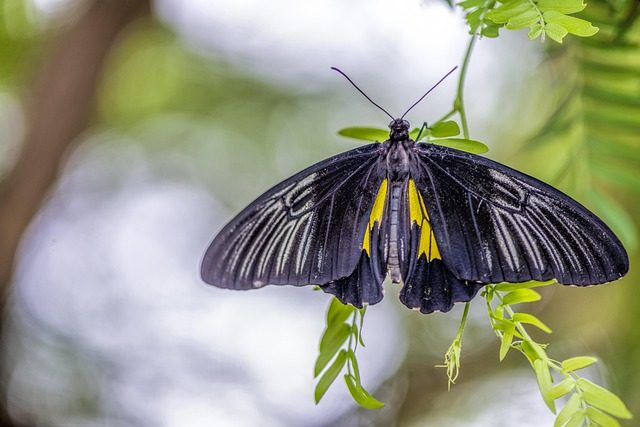 Este es el verdadero significado de que una mariposa negra llegue a tu hogar