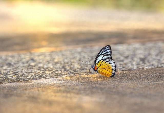 Este es el verdadero significado de que una mariposa negra llegue a tu hogar