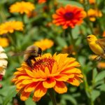 Avispas y abejas: las avispas son más importantes de lo que pensabas