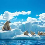 El oso polar, ¿caníbal?