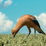 ¿Es cierto que los avestruces esconden la cabeza en la tierra?